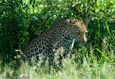 leopard (37 von 60).jpg